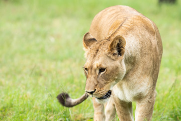 Lioness walking while looking down.