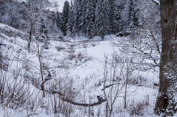 Winding creek through deep snow, under white fir trees. Winter day in a forest in Latvia. Kubesele nature trail.