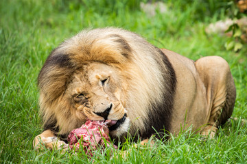 male lion eating meat