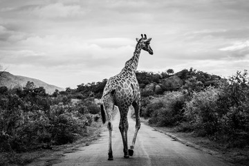 A Giraffe walks down the road on a rainy day