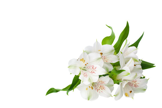 White alstroemeria flowers corner on white background isolated close up, lily flowers bunch for decorative border, holiday poster, design element for banner, lilies floral pattern for greeting card