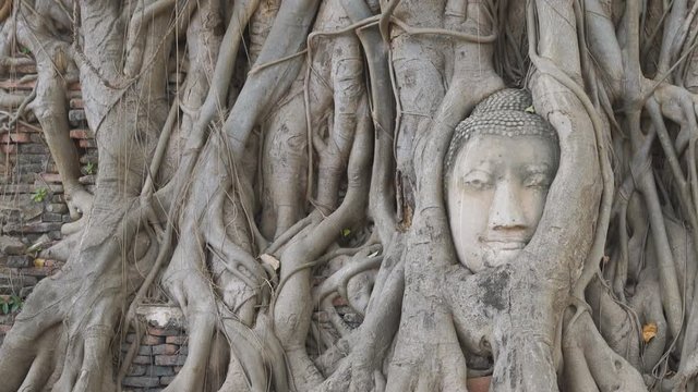 Head of Buddha statue in the tree roots at Wat Mahathat temple, Ayutthaya, Thailand, Panning Right, Panning.