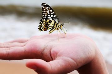 butterfly on hand