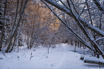 Wintry landscape scenery with modified crosscountry skiing way in winter forest. Kubesele nature...