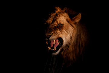 Young male lion in the spotlight in the dark in Sabi Sands Game Reserve in South Africa 