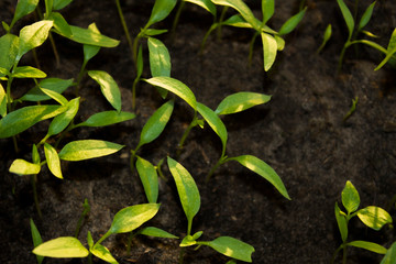 sprouts on the ground