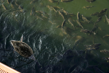 Lots of fish in a river or lake. Fishing in the mountains or in the forest. Stock photo