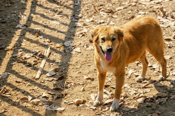 dog on the beach