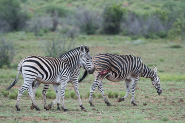 Fototapeta na wymiar A wounded Zebra walking away after escaping a lion attack