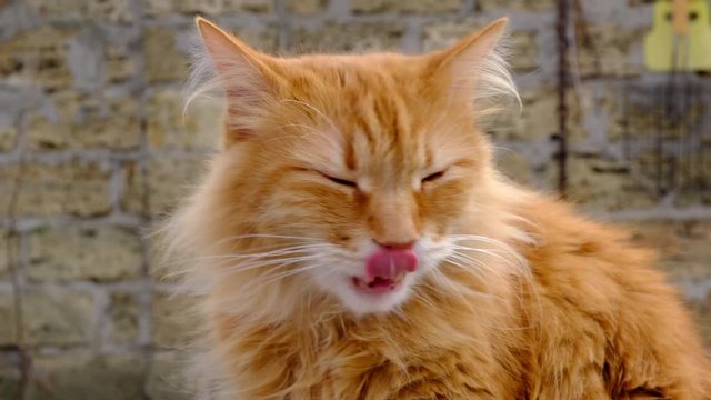 fluffy red cat yawns on the street, portrait