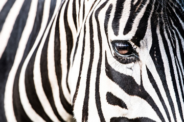 Naklejka na ściany i meble Close-up of a Zebra eye