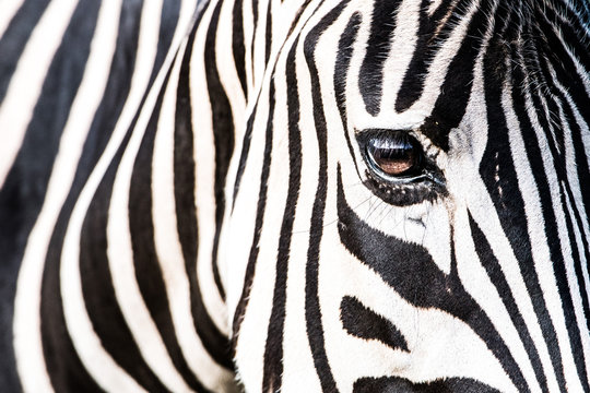 Close-up Of A Zebra Eye