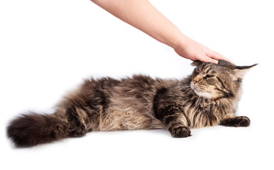 Hand stroking striped fluffy cat isolated on white background