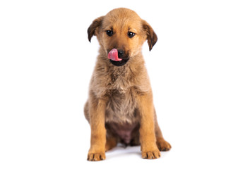 Closeup of cute light brown puppy sitting isolated on white background