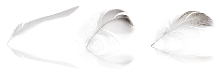 three different light feathers with reflections