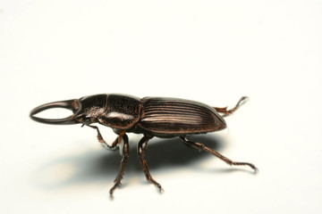 Old-sculptured stag beetle isolated on white background.Close-up photography, macro body of black beetle,