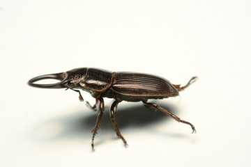 Old-sculptured stag beetle isolated on white background.Close-up photography, macro body of black beetle,