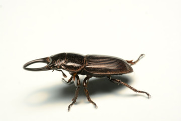 Old-sculptured stag beetle isolated on white background.Close-up photography, macro body of black beetle,