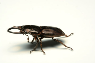 Old-sculptured stag beetle isolated on white background.Close-up photography, macro body of black beetle,