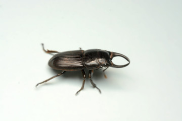 Old-sculptured stag beetle isolated on white background.Close-up photography, macro body of black beetle,
