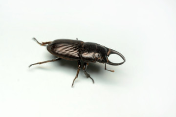 Old-sculptured stag beetle isolated on white background.Close-up photography, macro body of black beetle,