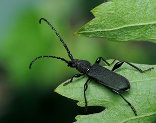 beetle on leaf