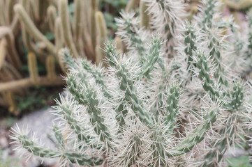 Cactus with long green stem and white spines. Desert plant
