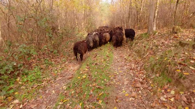 Flock Of Racka Sheep Flock In Hungary
