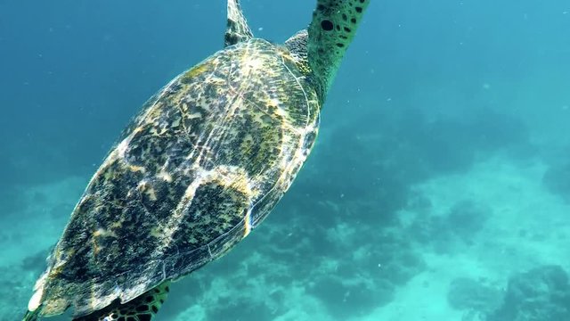 2.7K ANIMALS. Green sea turtle swimming in clear water on shallow reef with sun rays. Beautiful marine background. Swimming in turbulent water with strong current
