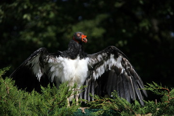 Oiseau de proie bec rouge
