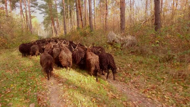 Flock Of Racka Sheep Flock In Hungary