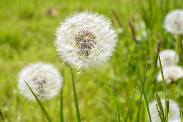Dandelion fluff or fruitfluff blossom and buttercups in a meadow field