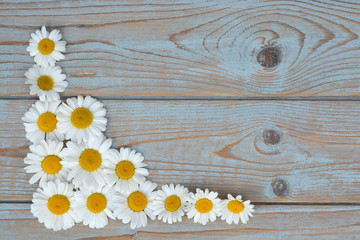 A line of daisy flowers on a wooden empty copy space background