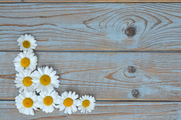 A line of daisy flowers on a wooden empty copy space background