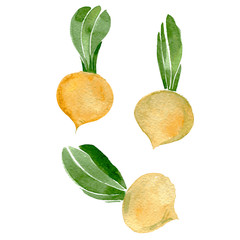 Yellow turnip. Hand drawn watercolor illustration isolated on white. Vector