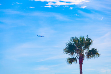 Palm tree against the sky in sunny weather and a plane landing. Vacation at sea.