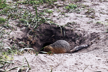 Gopher near his hole