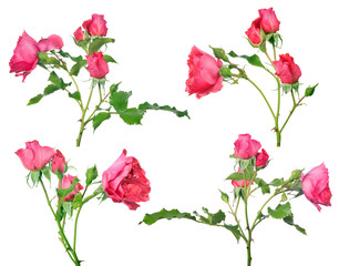 four bush rose flowers with pink blooms and buds