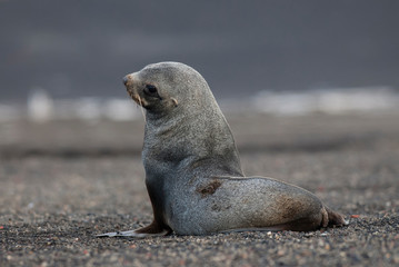 Fototapeta premium Antarctic fur seal, Deception Island ,Antartic peninsula.