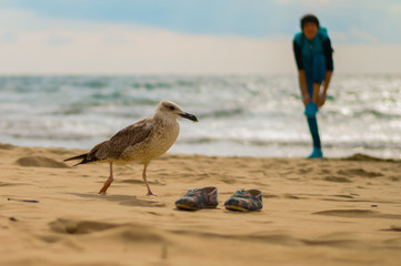 Seagull eats. Sea. Sandy beach.