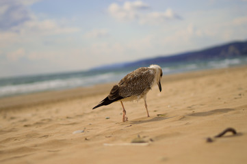 Sad Seagull goes on the sandy beach. Sea. Sun.