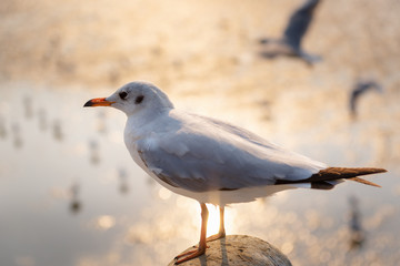 Close-Up of Seagull is Standing on Barrier Handrail at Sunset