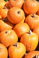Arizona Autumn pumpkins, pumpkin field, gourdes, ghost pumpkin and squash