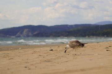 Seagull eats. Sea. Sandy beach.