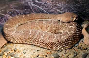 Red diamond rattlesnake. This is a fairly large poisonous snake with a red (rarely grayish) color. Large diamonds along the back are slightly darker than the General background of the torso. These sna
