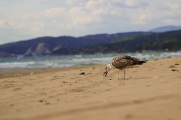 Seagull eats. Sea. Sandy beach.