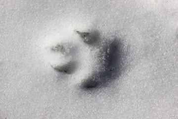 isolated dog track on white snow