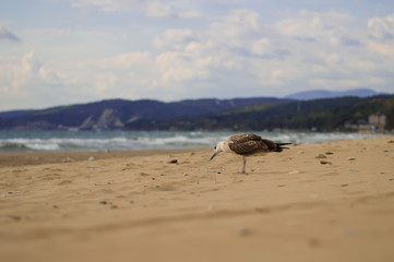 Seagull. Sea. Sandy beach.