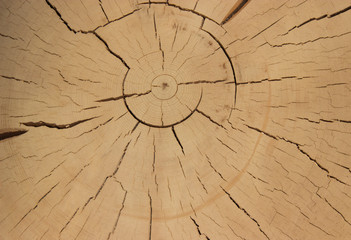 Cutting of ancient wood.