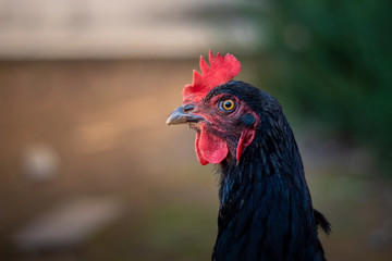 Chicken looking straight into the lens / Alive chicken close up